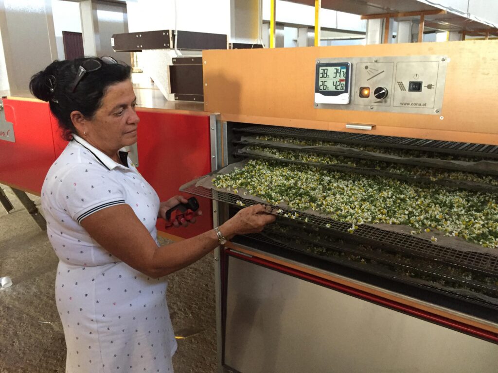 SF200s indoor 8x Cuba camomile 2019